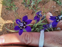 Lapeirousia oreogena