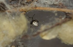 Latrodectus cinctus
