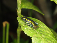 Ameerega simulans