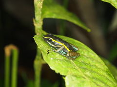 Ameerega simulans