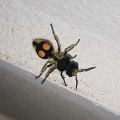 Hoplomutilla spinosa