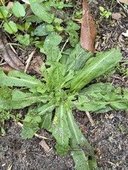 Hypochaeris chillensis