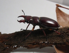 Lucanus capreolus