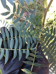 Acacia elata