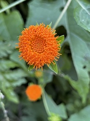 Tithonia rotundifolia