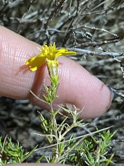 Thymophylla