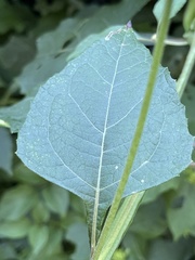 Tithonia rotundifolia