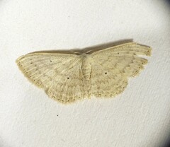 Scopula aleuritis