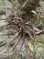 Dendrobium kingianum