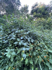 Tithonia rotundifolia