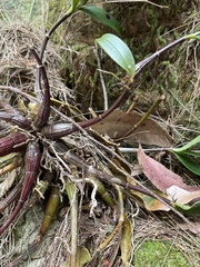 Dendrobium kingianum