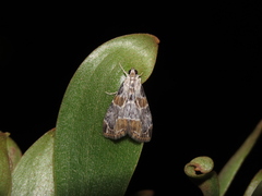 Eupoca bifascialis