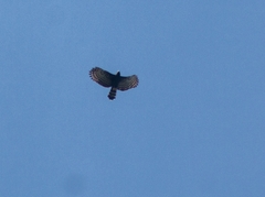 Spizaetus tyrannus