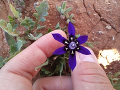 Lapeirousia oreogena