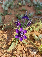 Lapeirousia oreogena