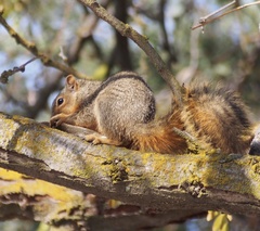 Sciurus niger