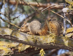 Sciurus niger