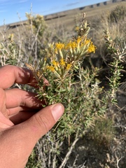 Tetradymia nuttallii
