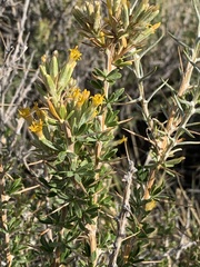 Tetradymia nuttallii