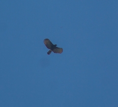Spizaetus tyrannus