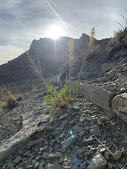 Stanleya pinnata integrifolia