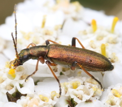 Chrysanthia geniculata