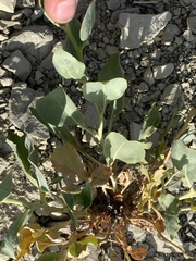 Stanleya pinnata integrifolia