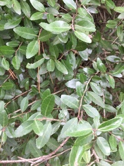Ilex vomitoria