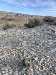 Erigeron pulcherrimus