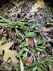 Eriogonum wootonii