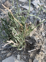 Erigeron pulcherrimus