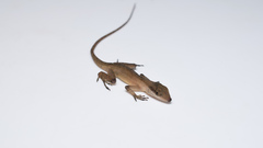 Anolis gaigei