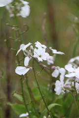 Hesperis