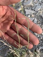 Erigeron pulcherrimus