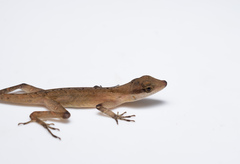 Anolis gaigei