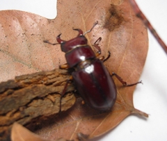 Lucanus capreolus