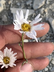 Erigeron pulcherrimus