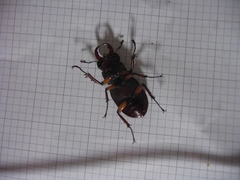 Lucanus capreolus