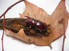 Lucanus capreolus