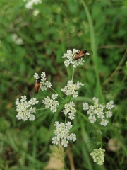 Pseudovadonia livida