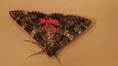 Catocala promissa