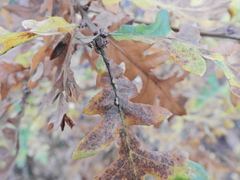 Pseudoneuroterus saliens