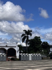 Roystonea borinquena