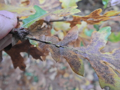 Pseudoneuroterus saliens