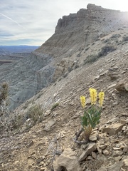 Stanleya pinnata integrifolia