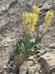 Stanleya pinnata integrifolia