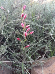 Hesperantha cucullata