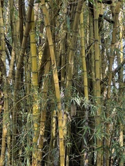 Bambusa vulgaris