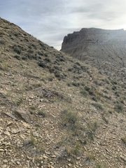 Erigeron pulcherrimus