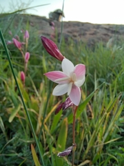 Hesperantha cucullata